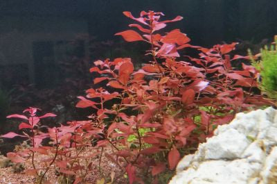 Mini Super Red Ludwigia