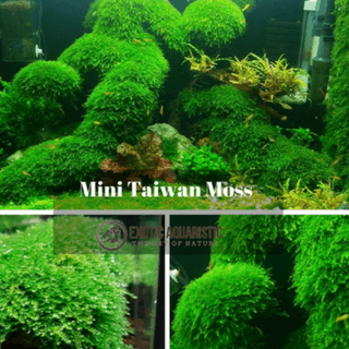 MINI TAIWAN MOSS