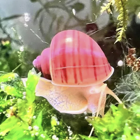 Magenta-Mystery-Snails-for-sale