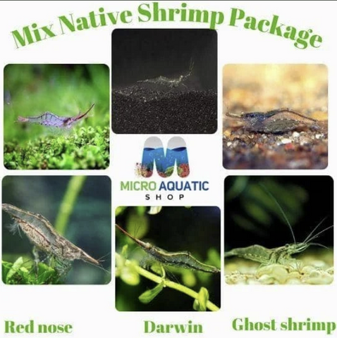 Special-Package-Mix-Native-Shrimp-Algae-Eater.