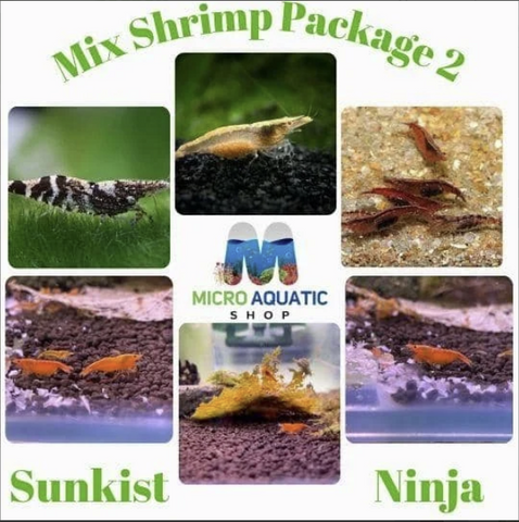 Mix-Shrimp-Package-2-(5-Sunkist+5-Ninja)