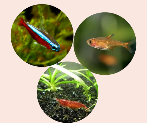 Neon-Tetra-Ember-Tetra-and-Red-Cherry-Shrimp