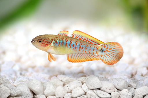 Peacock Gudgeon (Tateurndina ocellicauda) - Colorful Freshwater Fish01