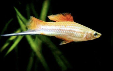 Pineapple-Swordtail-for-sale