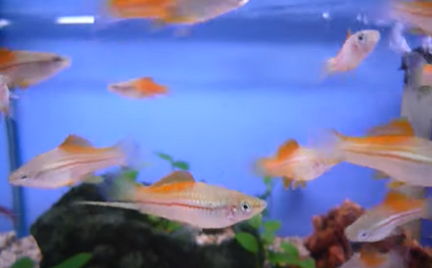 Pineapple-Swordtail-for-sale