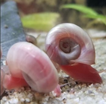 Ramshorn-snail