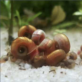 Ramshorn-snail-for-sale