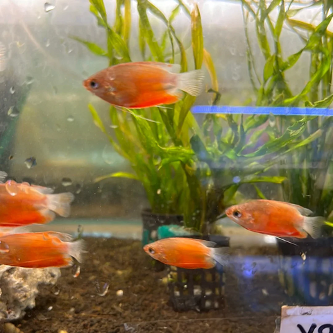 Red-Dwarf-Gourami