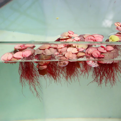 Red-Root-Floater