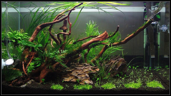 Redmoor Root Aquarium