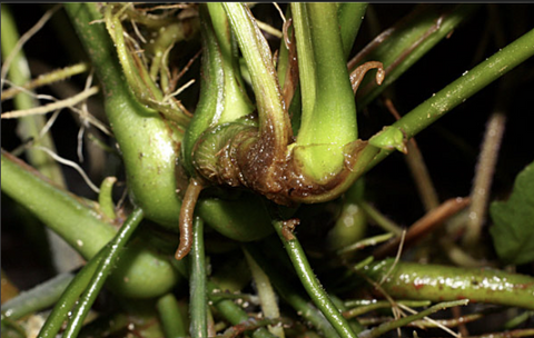 Rotten-aquatic-plant