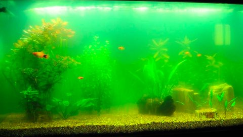 6 ways to have free aquarium cleaners! – Micro Aquatic Shop