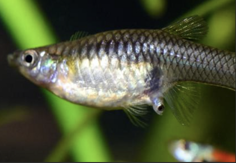 Everything You Need To Prepare For A Pregnant Guppy. – Micro Aquatic Shop