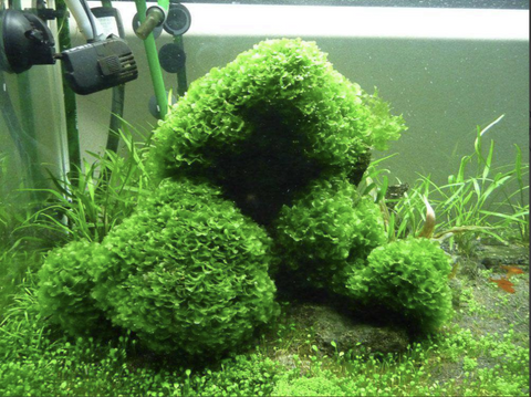 8+ Go-To Aquarium Moss Types