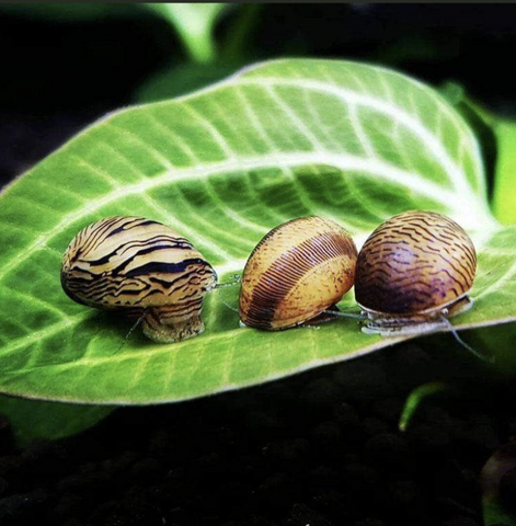 nerite-snails