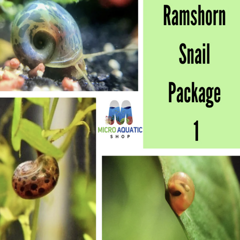 Leopard-Ramshorn-Snails