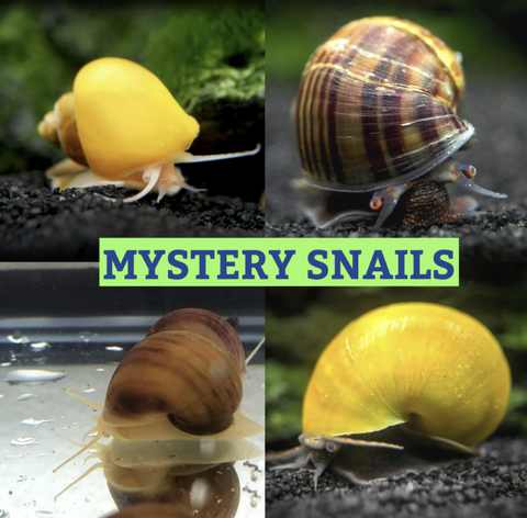 mystery-snails