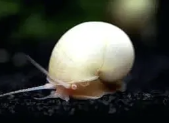 Ivory-Snail