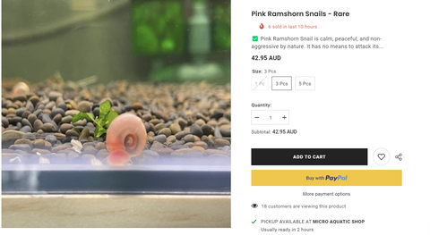 pink-ramshront-snails