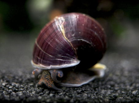 black-mystery-snails