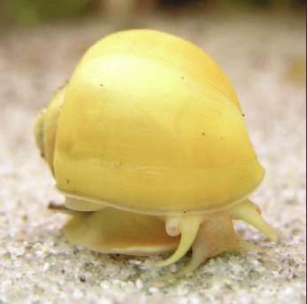 gold-apple-snail