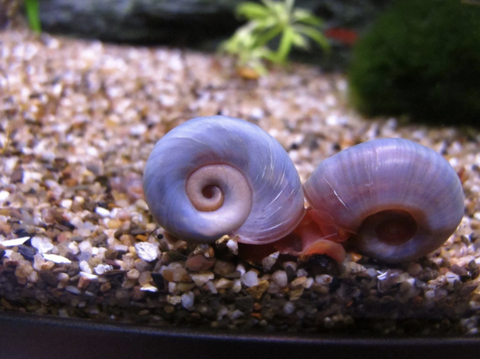 Topick Aquarium - Red Ramshorn Snail