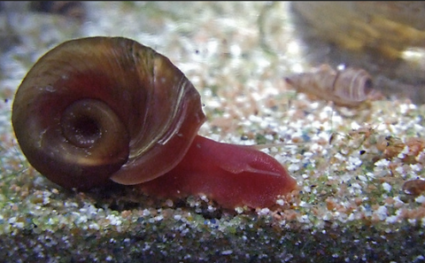 Ramshorn Snails - Pros And Cons Of Keeping Them – Micro Aquatic Shop