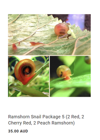 Ramshorn Snail - The Fish Room TFR