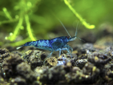 blue-cherry-shrimp-for-sale