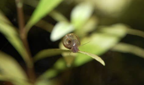Small-snails-in-the-aquarium-what-are-they.
