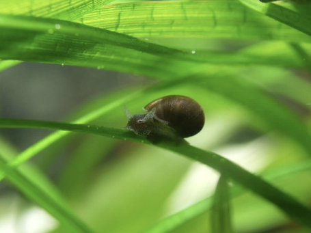 Small-snails-in-the-aquarium-what-are-they.