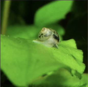 Small-snails-in-the-aquarium-what-are-they.