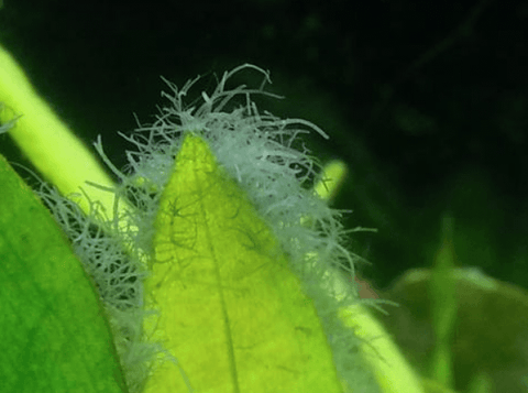 Staghorn algae 