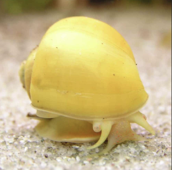 gold-apple-snails