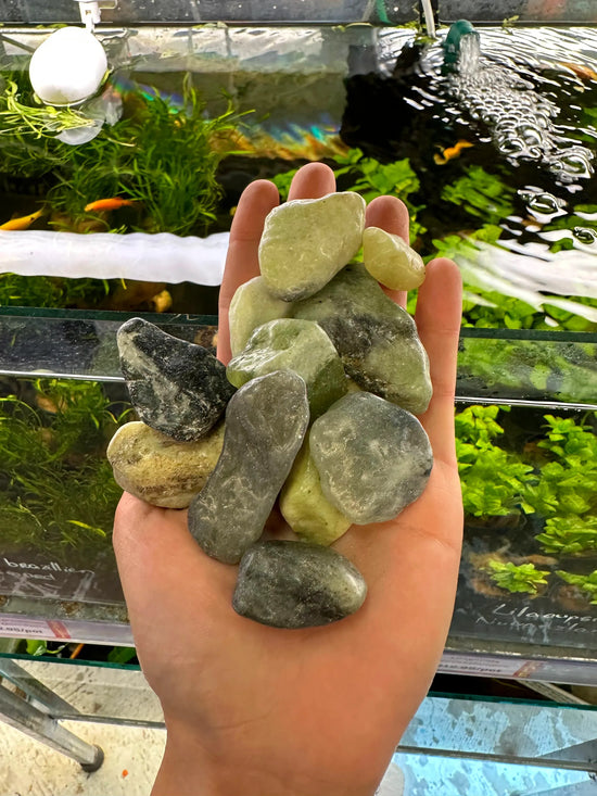 How Prepare Rocks For Aquarium or Fish Tank – Micro Aquatic Shop