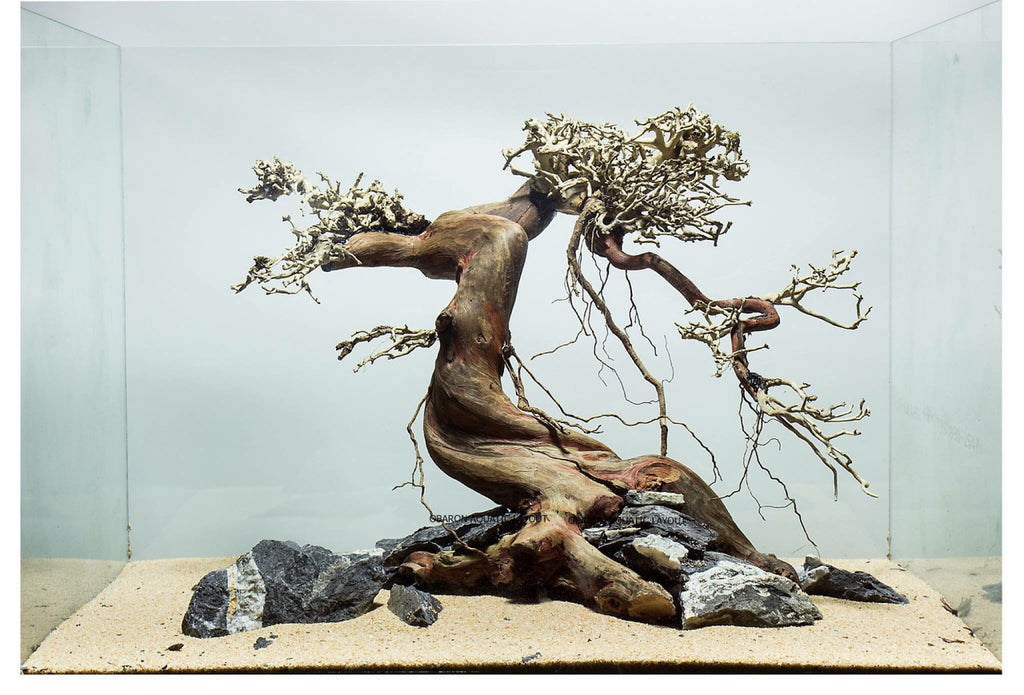Bonsai Driftwood In Aquarium Design