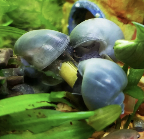 blue-mystery-snail
