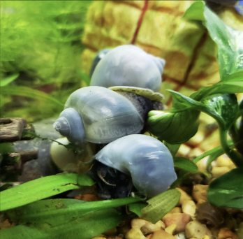 blue-mystery-snails