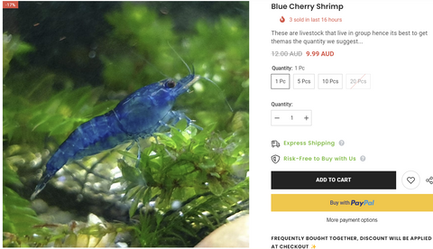 blue-velvet-cherry-shrimp-for-sale
