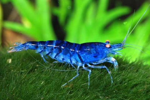 10 Best Freshwater Shrimps for Aquarium – Micro Aquatic Shop