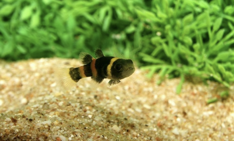 bumblebee-goby-for-sale