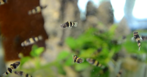 bumblebee-goby-for-sale
