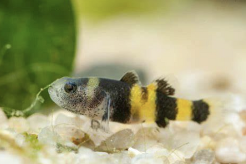 bumblebee-goby-for-sale