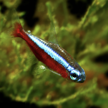 cardinal-tetras-for-sale