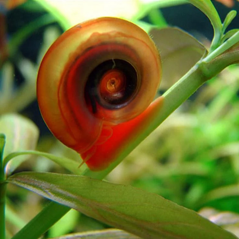 cherry-red-ramshorn-for-sale