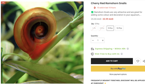 cherry-red-ramshorn-for-sale