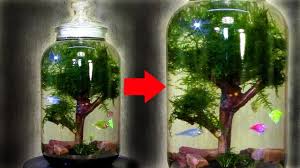 Moss Ball Tree Ecosphere