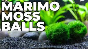 Marimo Moss Balls 10 Balls 4cm (Cladophora) Live Plant Aquarium Tank