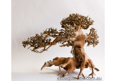 How to make driftwood bonsai