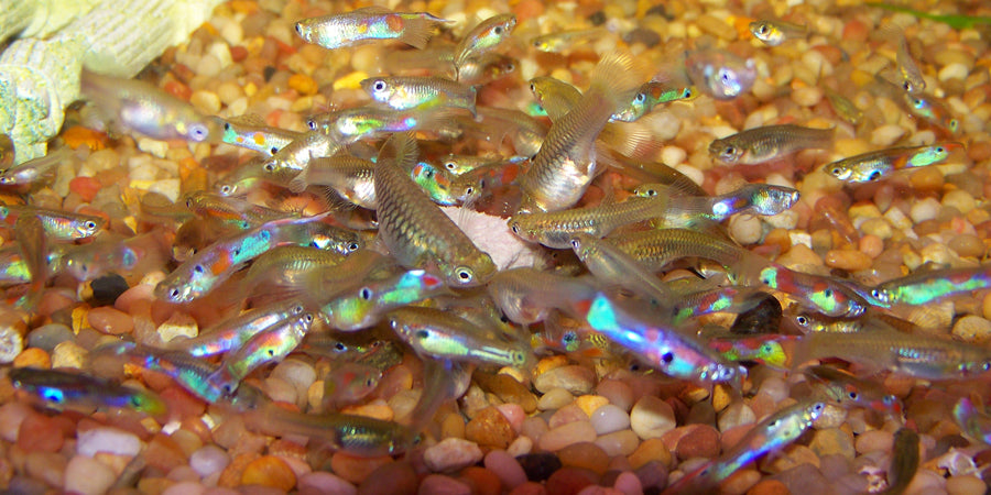 Rainbow Fish Care